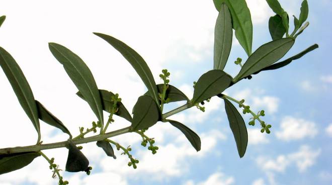 Domenica delle palme: l’ora della luce e l’ora delle tenebre