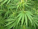 Nel paese di Orino la cannabis si usa per produrre taralli e pasta