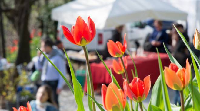 "Tulipani a corte" di Govone, grande sucesso di pubblico e di colori