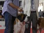 Sono di Costigliole d'Asti due cani Campioni Mondiali del World Dog Show
