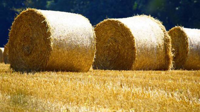 Domenica 2 agosto a Buttigliera la Festa della Trebbiatura