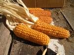 Tonco, domenica 6 settembre la “Rassegna dell’agricoltura”