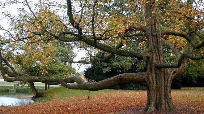 Anche Asti celebra la Giornata Nazionale degli Alberi