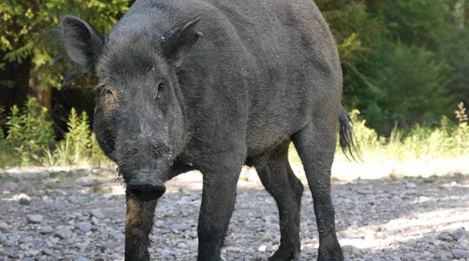 Confagricoltura Asti: ''la carne degli ungulati sia destinata a case di riposo e mense sociali''