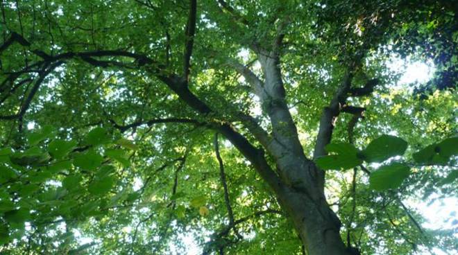  Rocchetta Tanaro, il “grande faggio” dichiarato albero monumentale