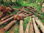 Boscaiolo di Canelli denunciato per aver distrutto 8mila mq di bosco e rubato il legname