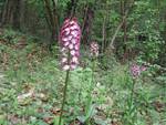 A Castiglione Tinella è in arrivo “Il giorno delle orchidee” con pranzo e musica nel bosco