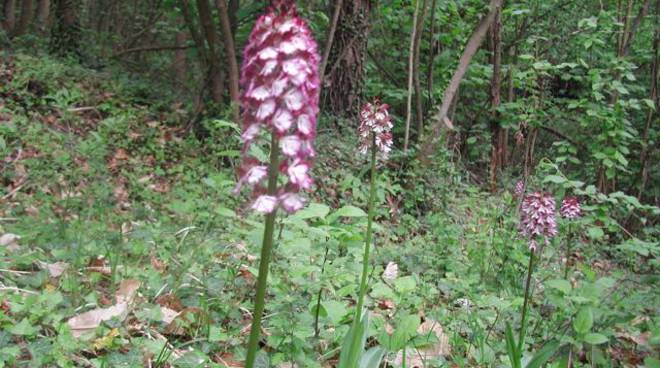 A Castiglione Tinella è in arrivo “Il giorno delle orchidee” con pranzo e musica nel bosco