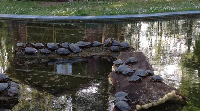 Pulizia annuale del laghetto nel parco della Resistenza. Tartarughe “in vacanza” in piazza Alfieri