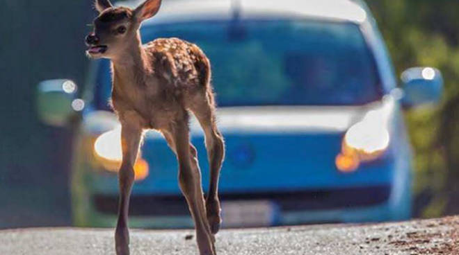 Domani in Astiss un incontro su “Cinghiali, caprioli e sicurezza stradale “