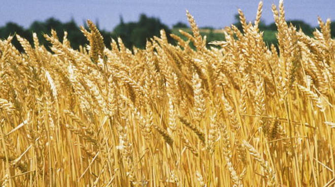 Crisi del Grano: giovedì 28 presidio di Confagricoltura a Torino.