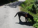 Il cane guida York: "tra mille difficoltà io e Renata Sorba continuiamo a viaggare..."
