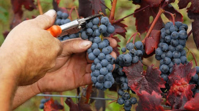 Vendemmia 2016, la variabile meteo condiziona le previsioni dei tecnici di Confagricoltura Asti