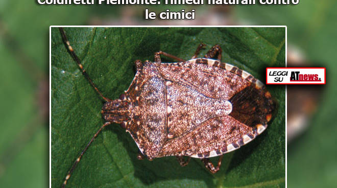 Coldiretti Piemonte: i rimedi naturali contro le fastidiose cimici