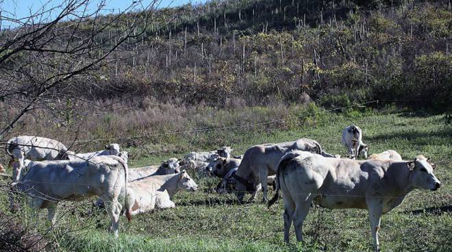 Cresce l’attenzione del mercato per i valori nutritivi della carne bovina a filiera tutta piemontese