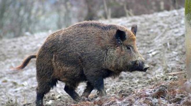 Piovà Massaia, sabato 22 il convegno "Il cinghiale e la difficile convivenza con l'agricoltore"