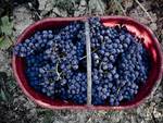 Vendemmia 2016 da incorniciare per la Barbera d’Asti