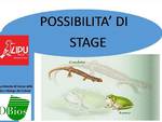 Possibilità di stage con la Lipu di Asti per il programma di censimento di anfibi 