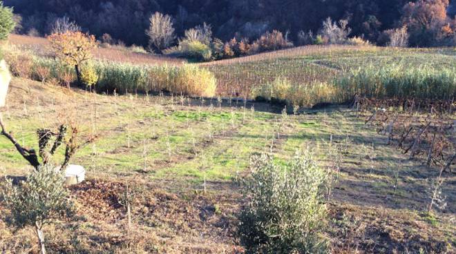 La passione dell’ulivo sbarca tra i moscati di Castiglione Tinella