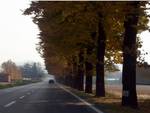 Provincia di Asti: nuove modalità di potatura degli alberi della rete stradale