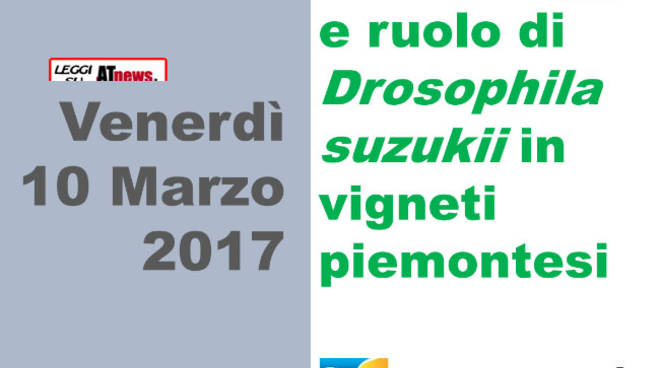 Costigliole d'Asti: venerdì il convegno “Monitoraggio e ruolo di Drosophila suzukii in vitigni piemontesi”