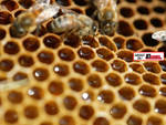 Il miele di bosco della cooperativa astigiana Abello scelto dalla principale catena di supermercati svizzeri