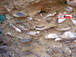 Valle Botto: venerdì s'inaugura l'affioramento di 20 metri di conchiglie marine nel bosco