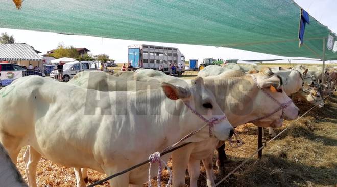 23a Mostra Interprovinciale Bovini di razza piemontese Valfenera