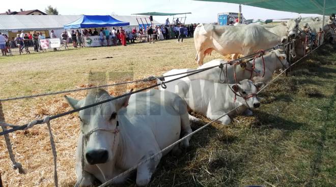 23a Mostra Interprovinciale Bovini di razza piemontese Valfenera