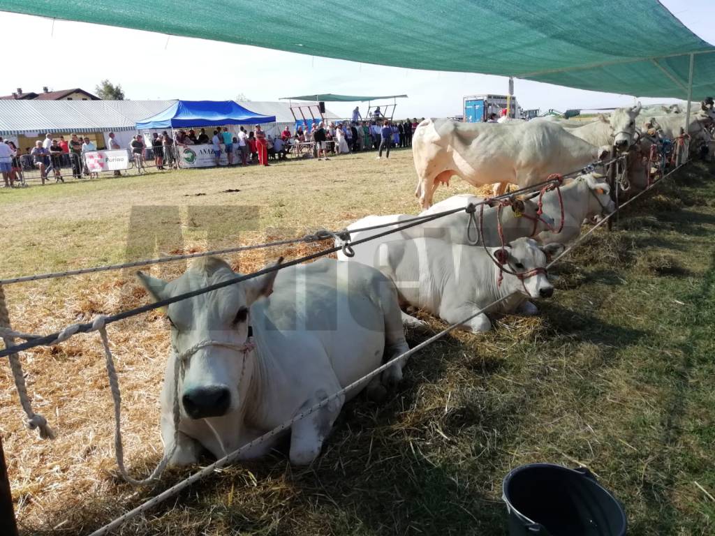 23a Mostra Interprovinciale Bovini di razza piemontese Valfenera