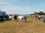 23a Mostra Interprovinciale Bovini di razza piemontese Valfenera