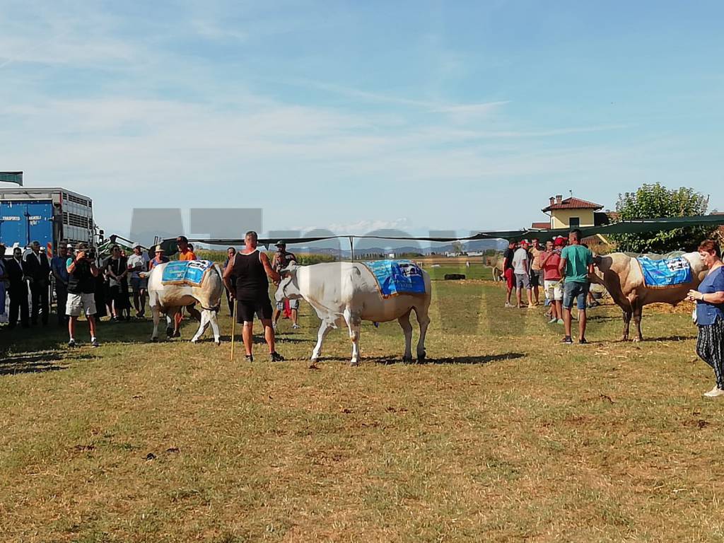 23a Mostra Interprovinciale Bovini di razza piemontese Valfenera