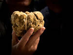 tartufo bianco d'alba foto credit davide carletti