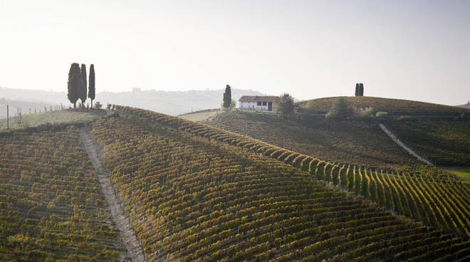 vigne michele chiarlo vino cipressi nizza docg