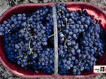 uva barbera