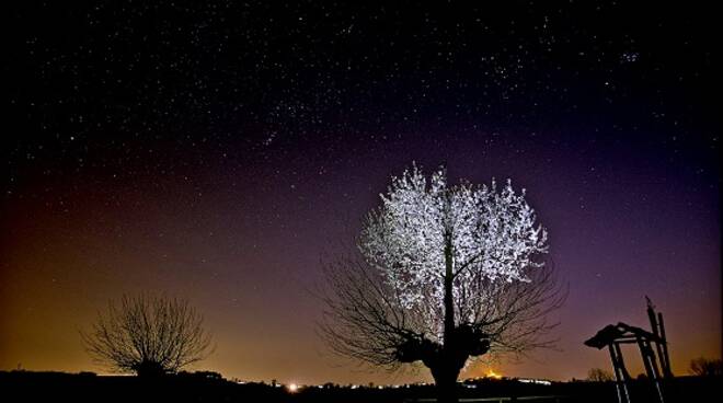 bialbero casorzo fabio bozzetto