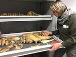 reperti fossili museo paleontologico