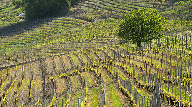 consorzio del barbera d'asti e dei vini del monferrato