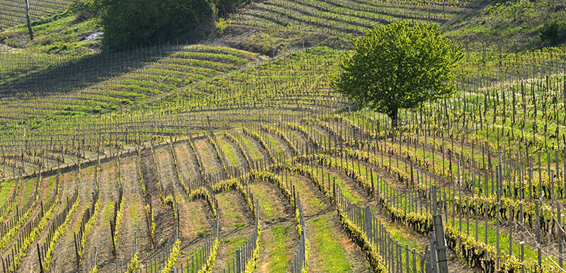 consorzio del barbera d'asti e dei vini del monferrato