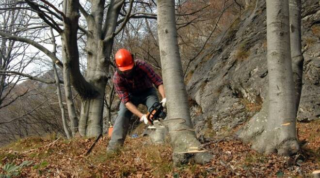 corsi formazione forestale