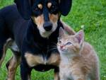 animali domestici cane e gatto