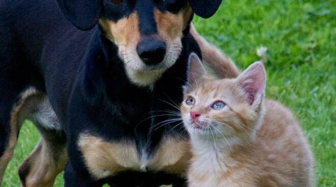 animali domestici cane e gatto