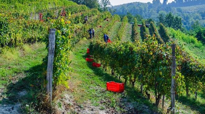 vendemmia cantina clavesana