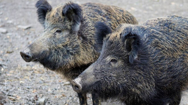 cinghiali, fauna selvatica, selvaggina