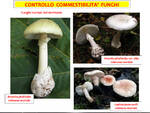 controllo funghi asl di asti