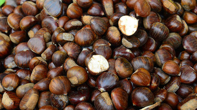 castagne