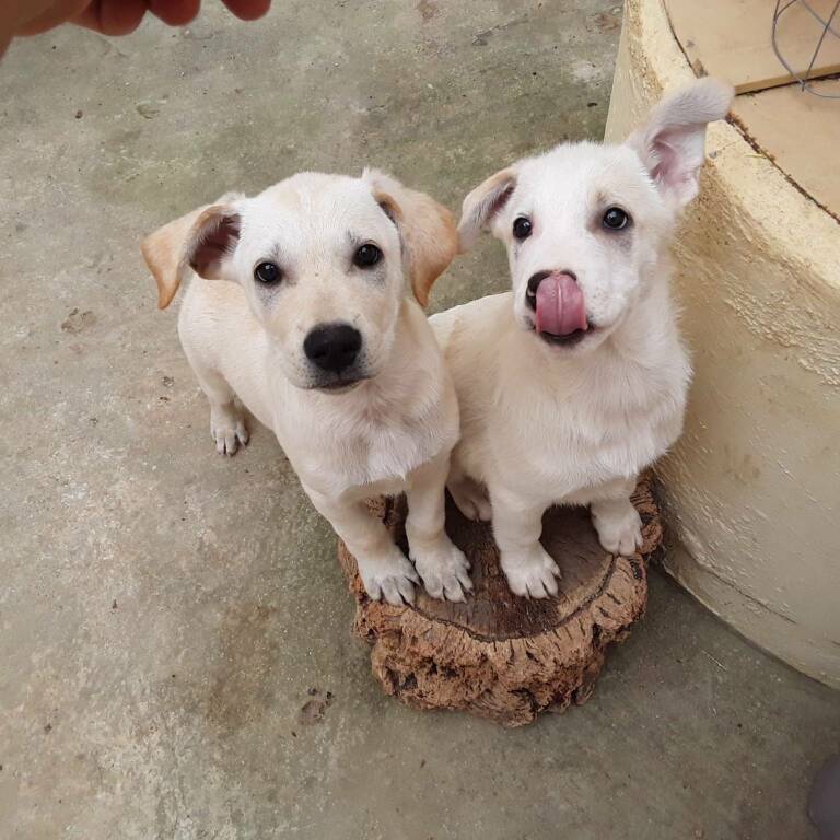 cagnolini in adozione