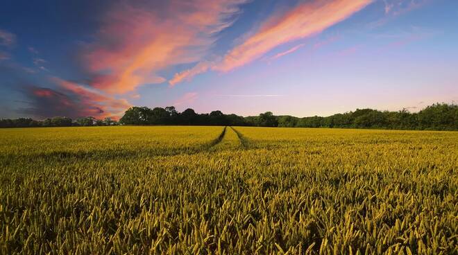 campagna e cereali foto pixabay