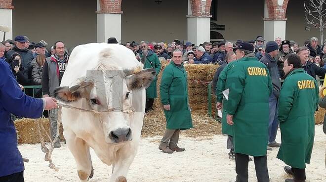 Fiera Bue Grasso Moncalvo