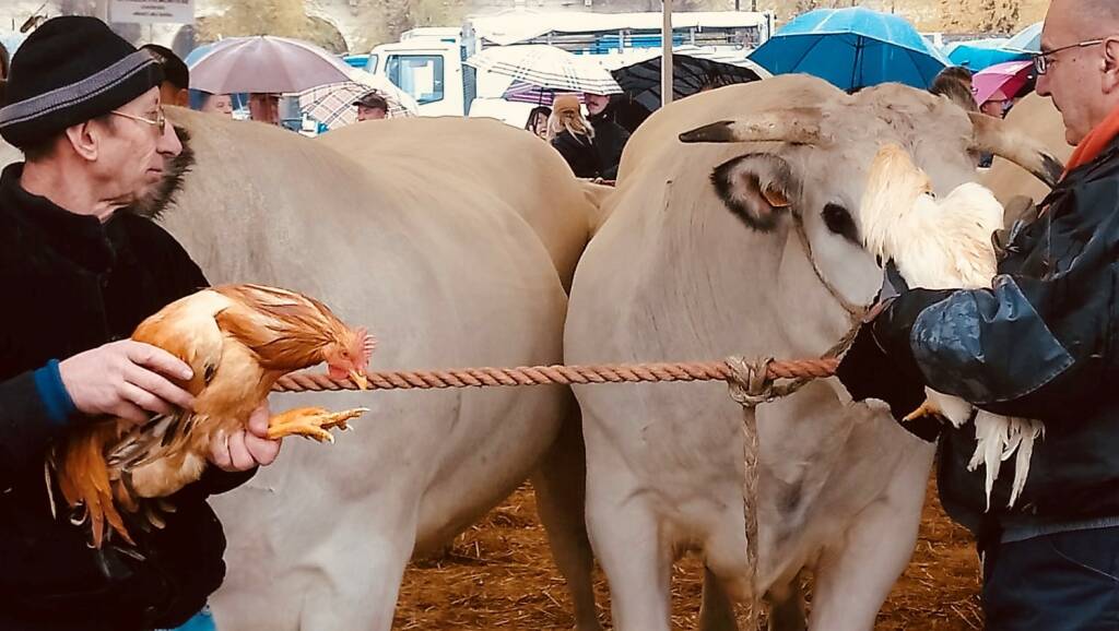 le giornate del gran bollito misto, fiera del cappone san damiano